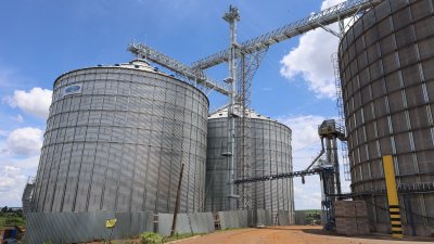 GR&Atilde;OS COM QUALIDADE: Iniciada a safra 24/25 de milho na Cooper A1  