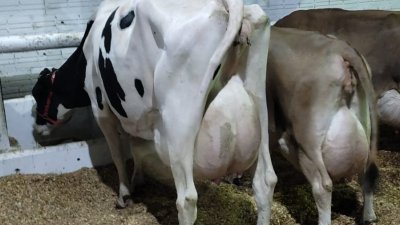 Animal ganhador, do 1º lugar em Vaca Holandesa Adulta