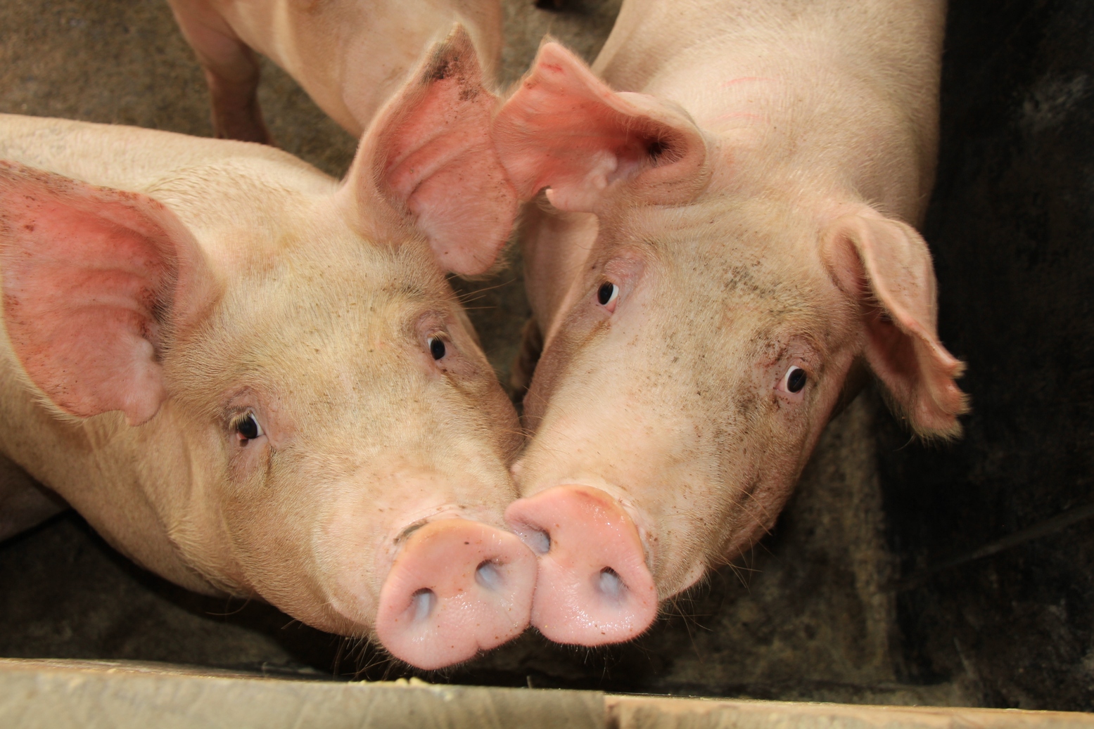 SUÍNO IDEAL: só a Aurora tem