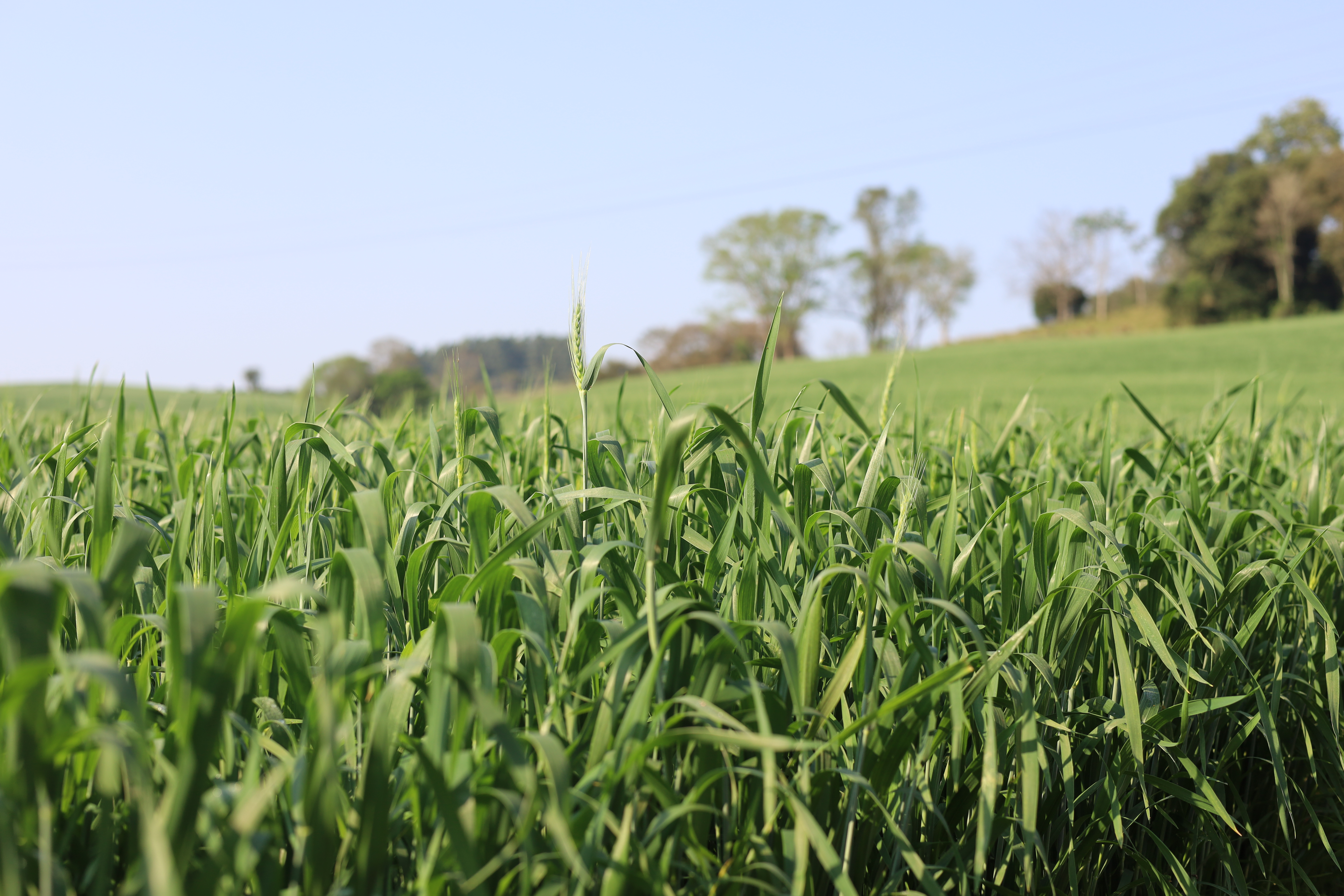 PRODUTIVIDADE: Cuidados na cultura do trigo e milho 